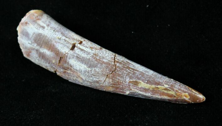 Large Pterosaur Tooth - Kem Kem Beds #18909